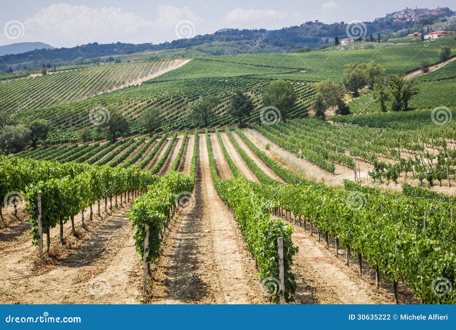 vineyard in the area of Ã¢â¬â¹Ã¢â¬â¹production of vino nobile, montepulciano, italy